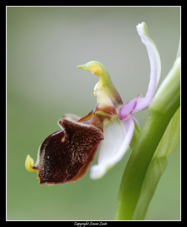 la solita ignota ... ophrys